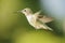 Female Anna\\\'s Hummingbird hover in air