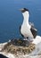 Female Antarctic blue-eyed cormorants near the nest.