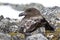 Female Antarctic or brown skua that sitting