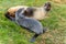 female antarctic fur seal lying in her natural habitat in the green tussock grass in South Georgia suckling her baby