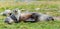 female antarctic fur seal -lying in her natural habitat in the green tussock grass in South Georgia suckling her baby