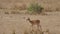 Female antelope impala walk on African plains in dry season with dried grass