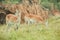 Female Antelope in nature eating