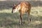 Female antelope sitatunga sunny morning.