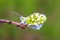 Female Anthocharis cardamines butterfly sitting on Plantago lanceolata Ribwort Plantain .