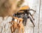 Female Apache jumping spider, Phidippus apacheanus, eating a large wolf spider