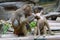 A female Arabian baboon is helping another baboon catch lice