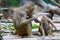A female Arabian baboon is helping another baboon catch lice