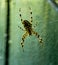 Female Araneus cavaticus on a web. Cross spiders are nocturnal. Blurred green background