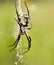 Female Argiope aurantia, Writing Spider waiting for pre