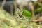 Female Argiope bruennichi feeding, yellow wasp spider
