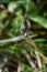 Female Argiope bruennichi feeding, yellow wasp spider