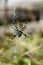 Female Argiope bruennichi, yellow wasp spider