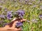 Female arm with blossom of phacelia flowers in hand