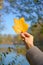 The female arm holds the autumn leaf of the tulip lyriodendron Liriodendron tulipifera L. against the background of the lake