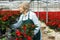 Female arranging poinsettia plants in glasshouse