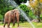 Female Asian elephant showering