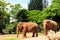 Female Asian elephants