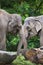 Female Asian elephants or Elephas