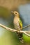 Female Asian Emerald Cuckoo