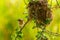 Female Asian Golden Weaver perching near its nest during spawning season