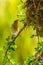 Female Asian Golden Weaver perching near its nest during spawning season