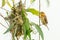 Female Asian Golden Weaver perching near its nest during spawning season