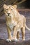Female asian lioness - Panthera leo
