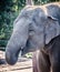 Female Asiatic Elephant Outside Drinking Using Her Trunk