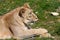 Female Asiatic lion