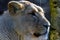 Female Asiatic lion Panthera leo persica