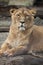 Female Asiatic lion (Panthera leo persica).