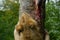 Female Asiatic Lion / Panthera leo persica eating raw meat