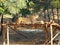 Female Asiatic Lion Sitting over a Wooden Structure