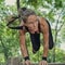 Female athlete jumping across wooden hurdle