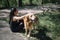 Female athlete sitting on the grass with dog