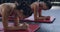 Female athletes doing the plank exercise on a mat inside the gym. Active and fit friends doing an endurance workout