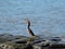 Female Australasian Darter tossing fish in air