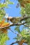 Female Australasian Fig Bird sitting on a branch