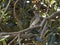 Female Australasian figbird in fig tree