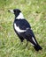 Female Australian Magpie Bird Standing on Green Grass