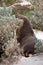 A female Australian Sea Lion hidden back bush ,Kangaroo Island ,South Australia