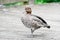 Female Australian Wood Duck