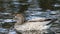 Female Australian Wood Duck, Chenonetta jubata, relaxing