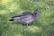 The female Australian wood maned duck is walking on a green lawn