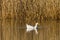 Female Aylesbury Pekin Duck swimming on a calm lake at a golden spring sunset