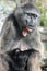 The female baboon with baby yawns