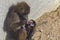 Female baboon breastfeeding its baby
