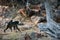 A female baboon carries her baby on her back between stones and trees