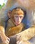 Female and baby Barbary macaque monkeys